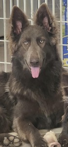 Winaty's Sako (AZ King Shepherds)