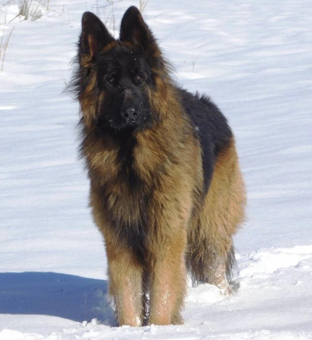 what is a king german shepherd dog