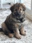 MKSofCanada Brooklynn (Seaside King Shepherds)