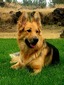 PKS Kismet (Pacific King Shepherds)