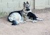 FEKS Padme (Desert Canyon King Shepherds)